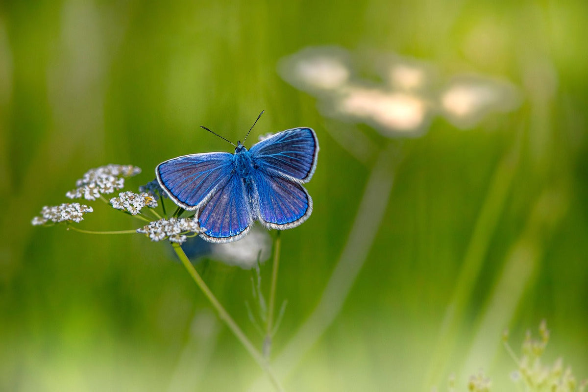 Transformation & Intelligent Design